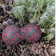 Масажний м*яч подвійний PowerPlay PP-4352 Epp foam peanut ball (d8*16cm.) Чорно/Червоний